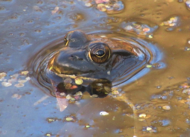 Green Frog